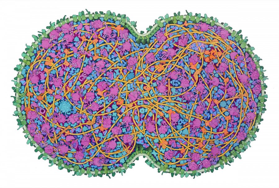 © Illustration by David S. Goodsell, RCSB Protein Data Bank. doi: 10.2210/rcsb_pdb/goodsell-gallery-042